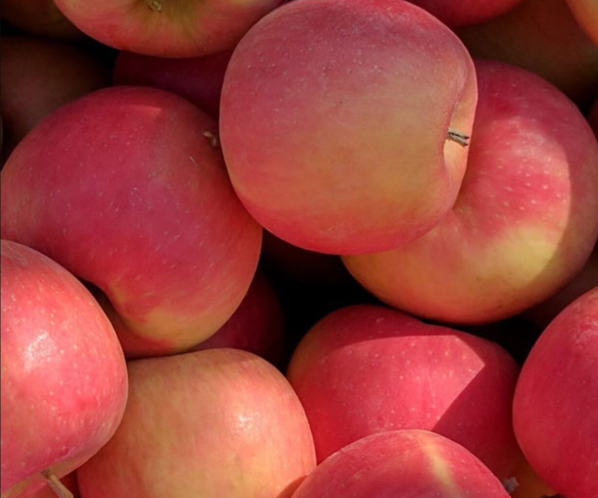 The apple was called "WA 64" and is a cross between Honeycrisp and Cripps Pink.